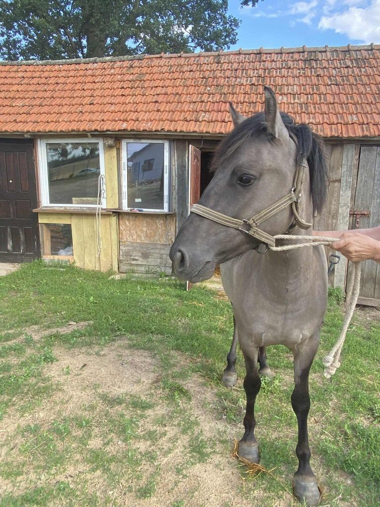 Klacz konika polskiego