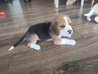 Beagle hodowlany tricolor