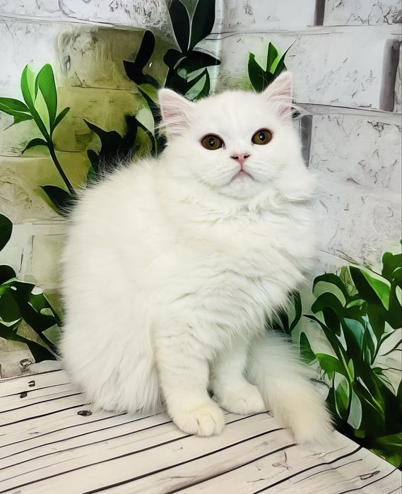 Кішка біла шотландської породи