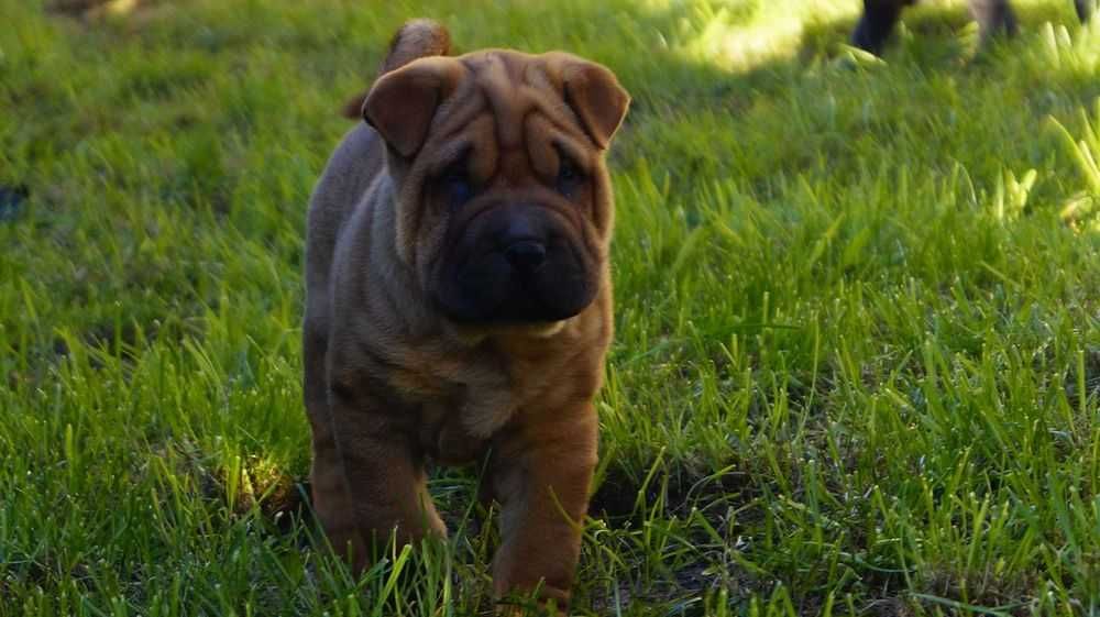 Enzo Piekny Szczeniak Shar Pei z rodowodem,  rodzice importowani FCI.