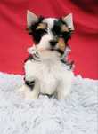 Biewer York z rodowodem Yorki