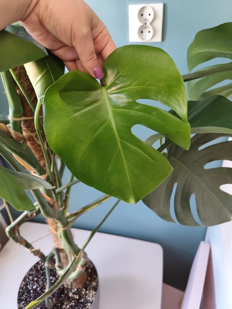 Monstera deliciosa/ monstera dziurawa