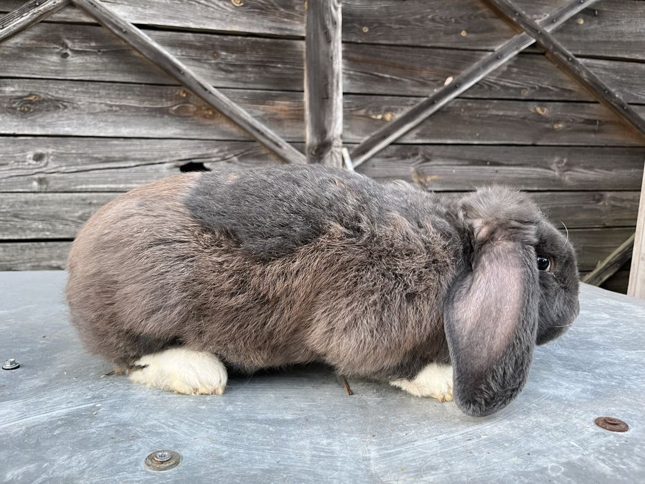 Samec barana francuskiego