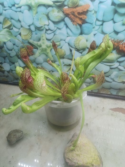 Продам растения-хищники (мухоловки)