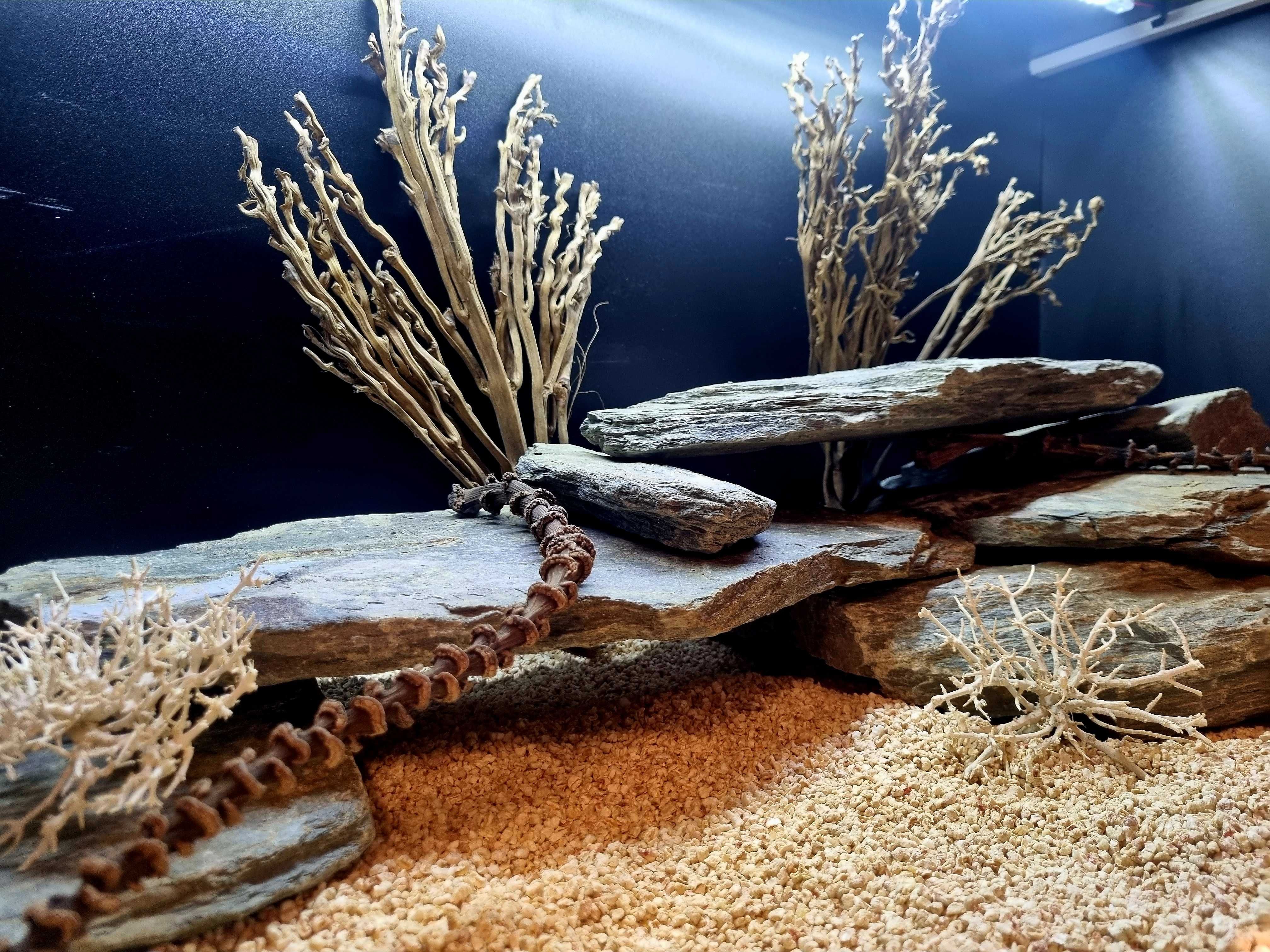 Terrarium 120x60x60 dla agamy brodatej