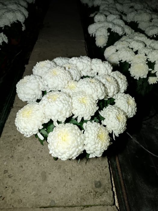 Chryzantemy wielkokwiatowe sterówka