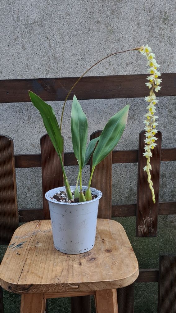 [Dendrochilum cobbianum] Coelogyne cobbiana - Orquídea Envasada