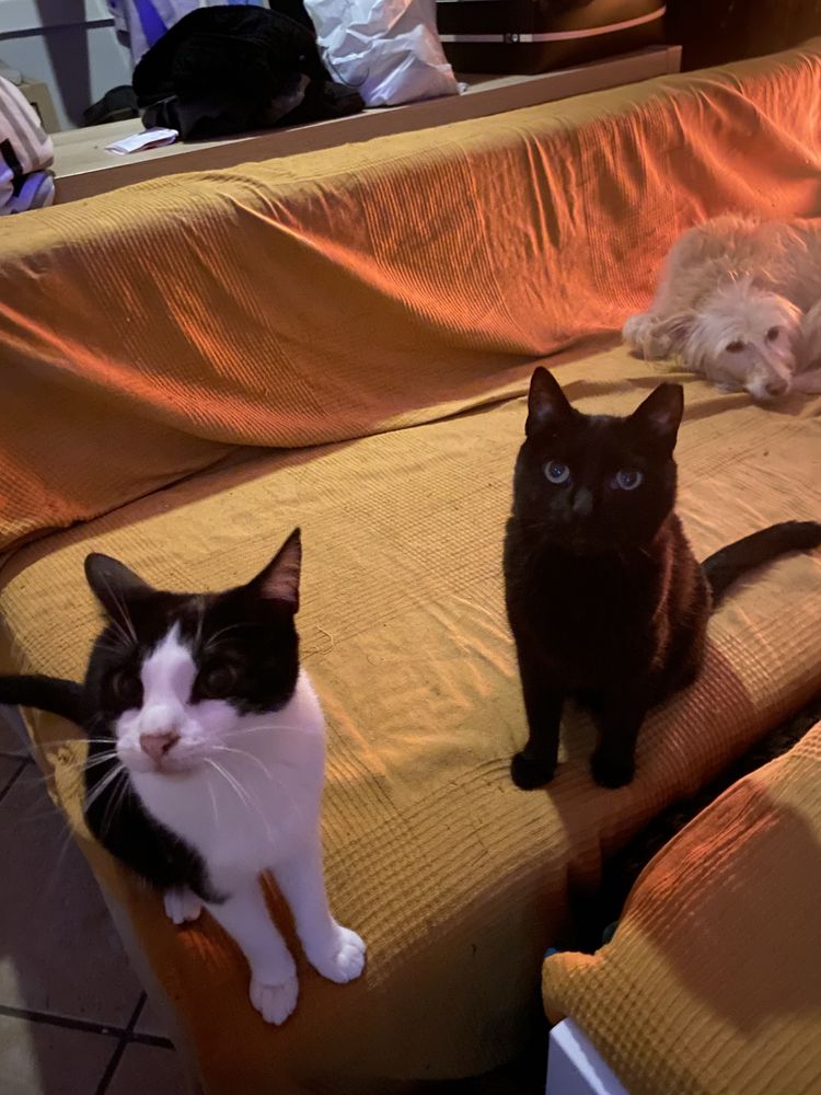 Pet Sitting e Dog Walking