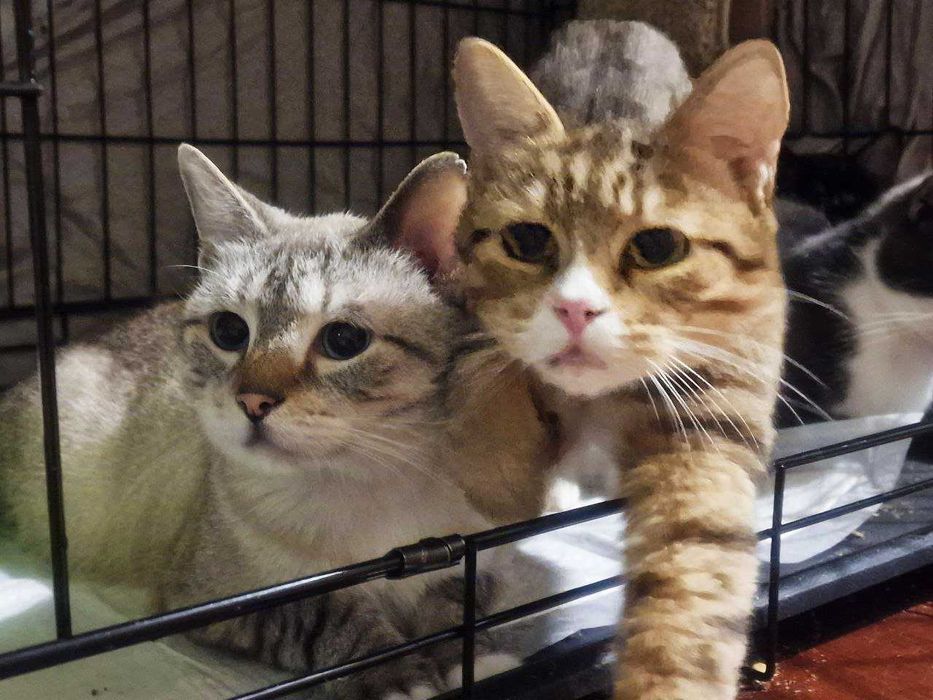 Дуже мила чарівна киця Моніка шукає дім 1 р стерилізована кішка кошка