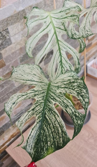 Monstera Devil ,3 liście,najlepsza oferta