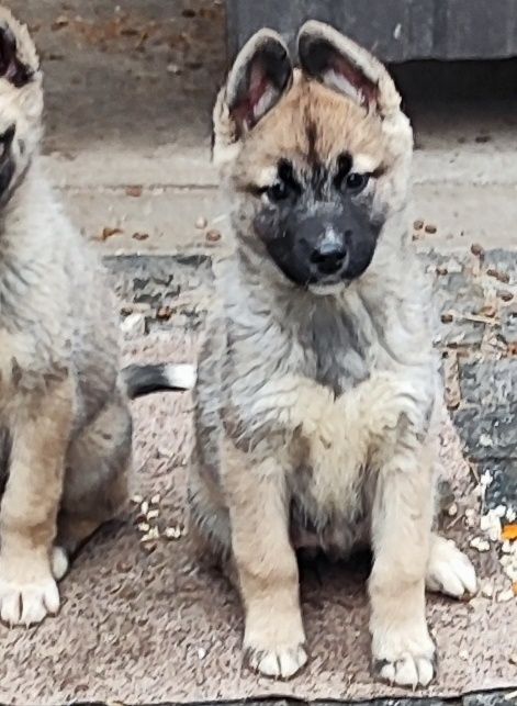 Цуценята ! Симпатичні хлопчик та дівчинка
