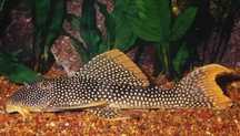 ! Скобинанциструс ауреатус L014 (Scobinancistrus aureatus L014)