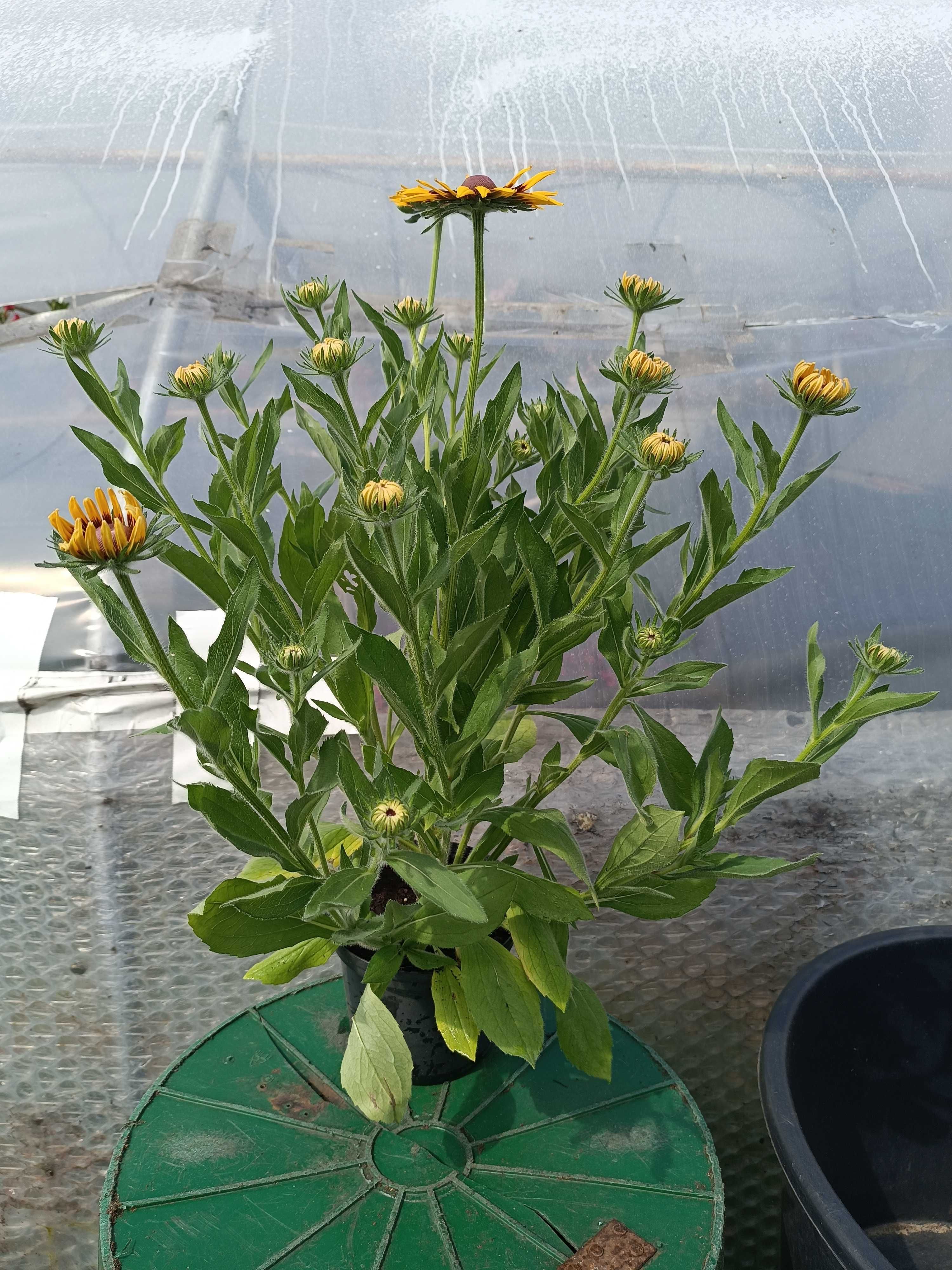 Rudbeckia Sunbeckia rózne rodzaje