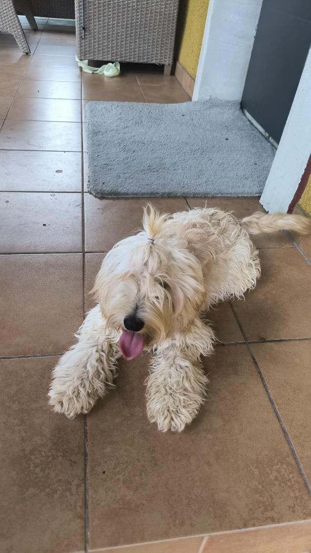 Mini Labradoodle szczeniak F 1 b