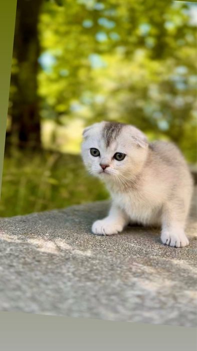 Чистокровний хлопчик срібляста срібна шиншила шотландський
