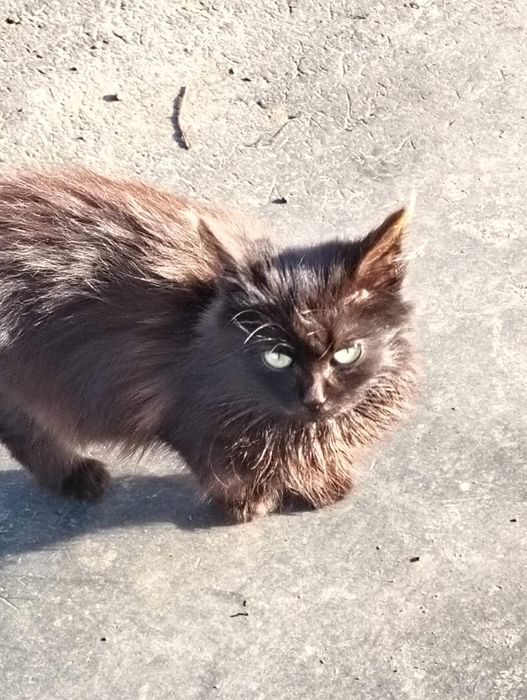 Кошенята шукають дім