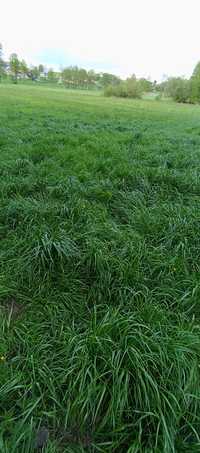 Usługi Koszenie łąk trawy  trawników suszenie siano hydrosiew