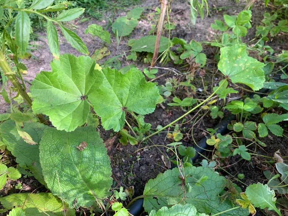 Piękna fioletowa malwa ozdobna jadalna lecznicza miododajna prawoślaz