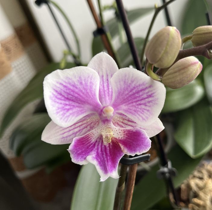 Фаленопсис-сюрприз