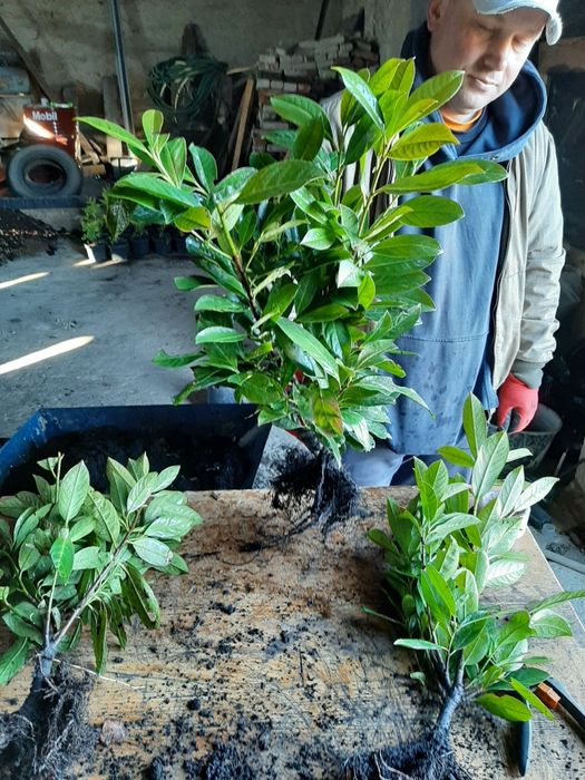 Laurowiśnia Rotundifolia i Novita