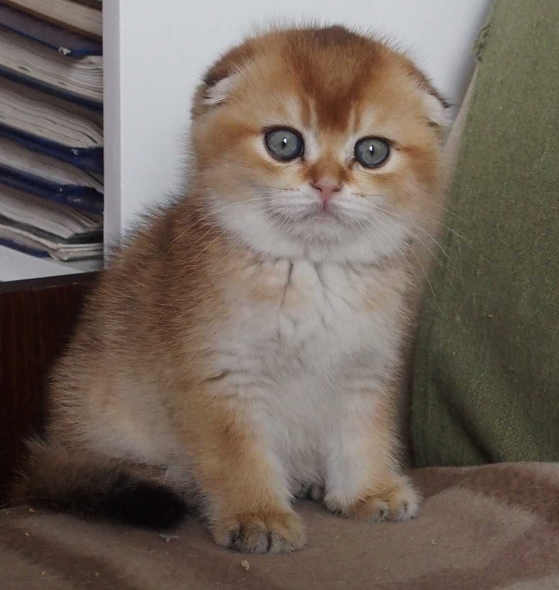 Kocurek Szkocki Zwisłouchy PZF. WCF Scottish Fold Złota Szynszyla