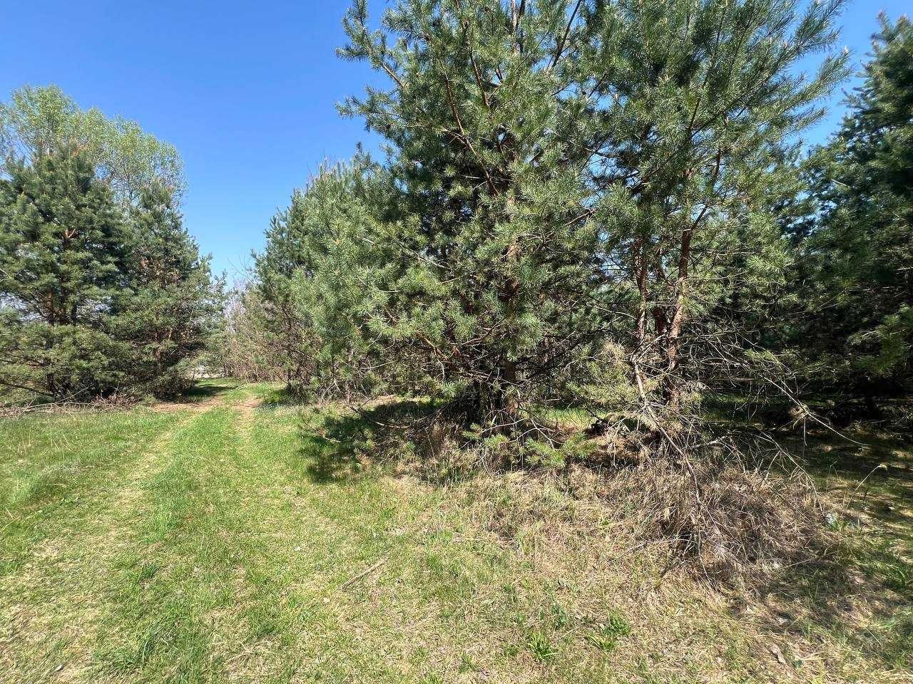 Продаж ділянки 39,1 соток (ОСГ). Серед сосен. Поряд озеро. ID:701