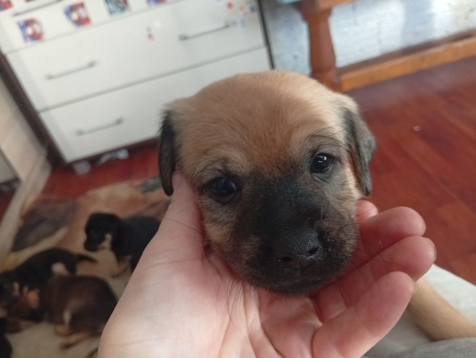 Piesek szczeniak oddam