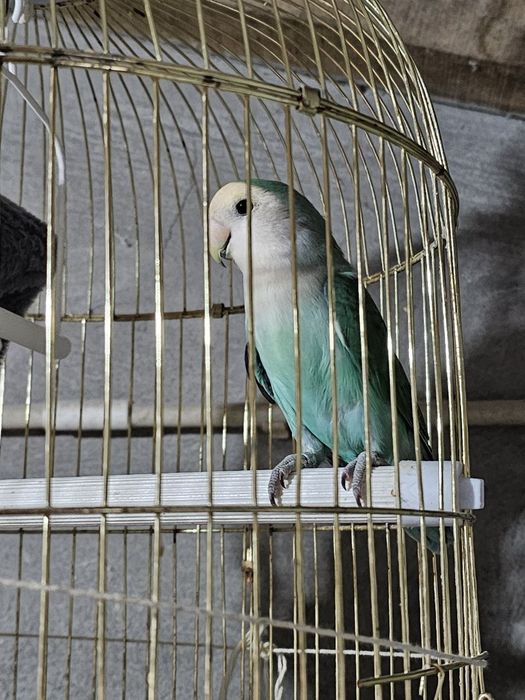 Agapornis domesticado