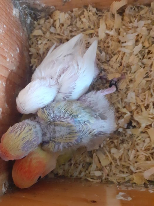 Rossicolis para criar a mão