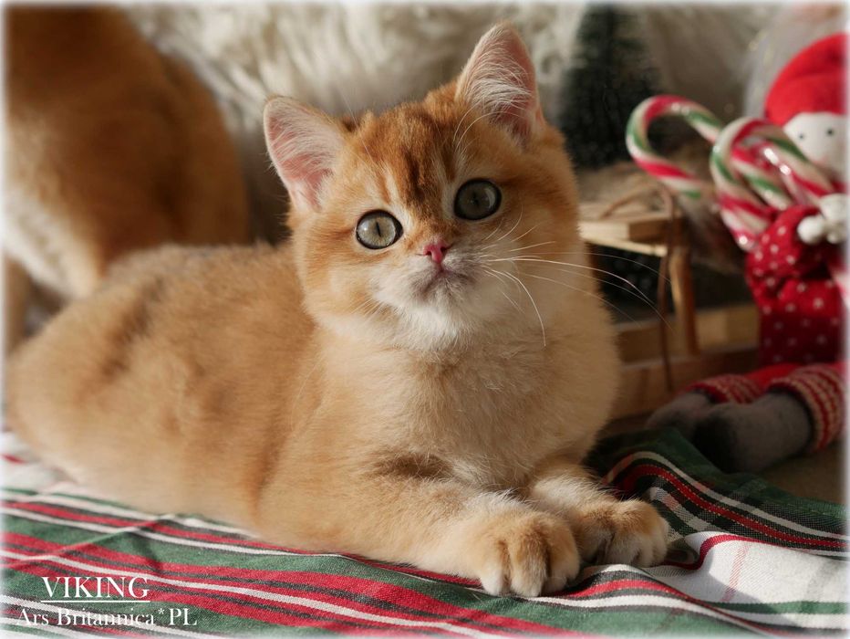 Viking kocurek złoty szynszylowy BRI ny 12 Rudy jak Wieczóreczka