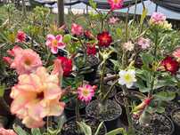 sementes rosa do deserto a partir de 15 sementes