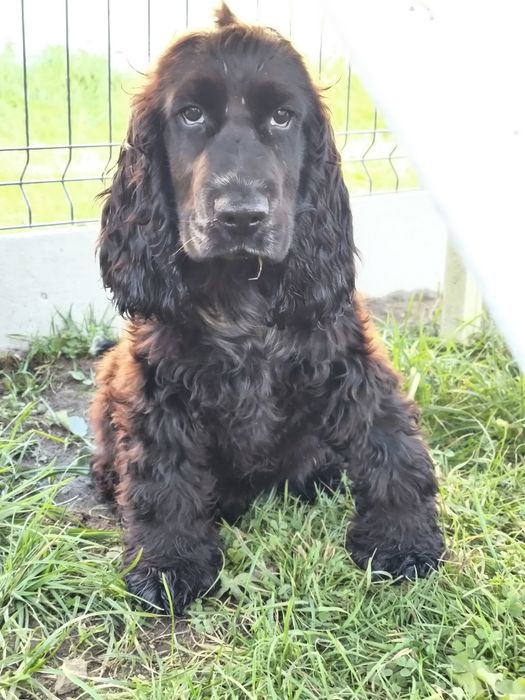 Cocker spaniel ang.samiec blue roan,już po szczepieniu na wściekliznę