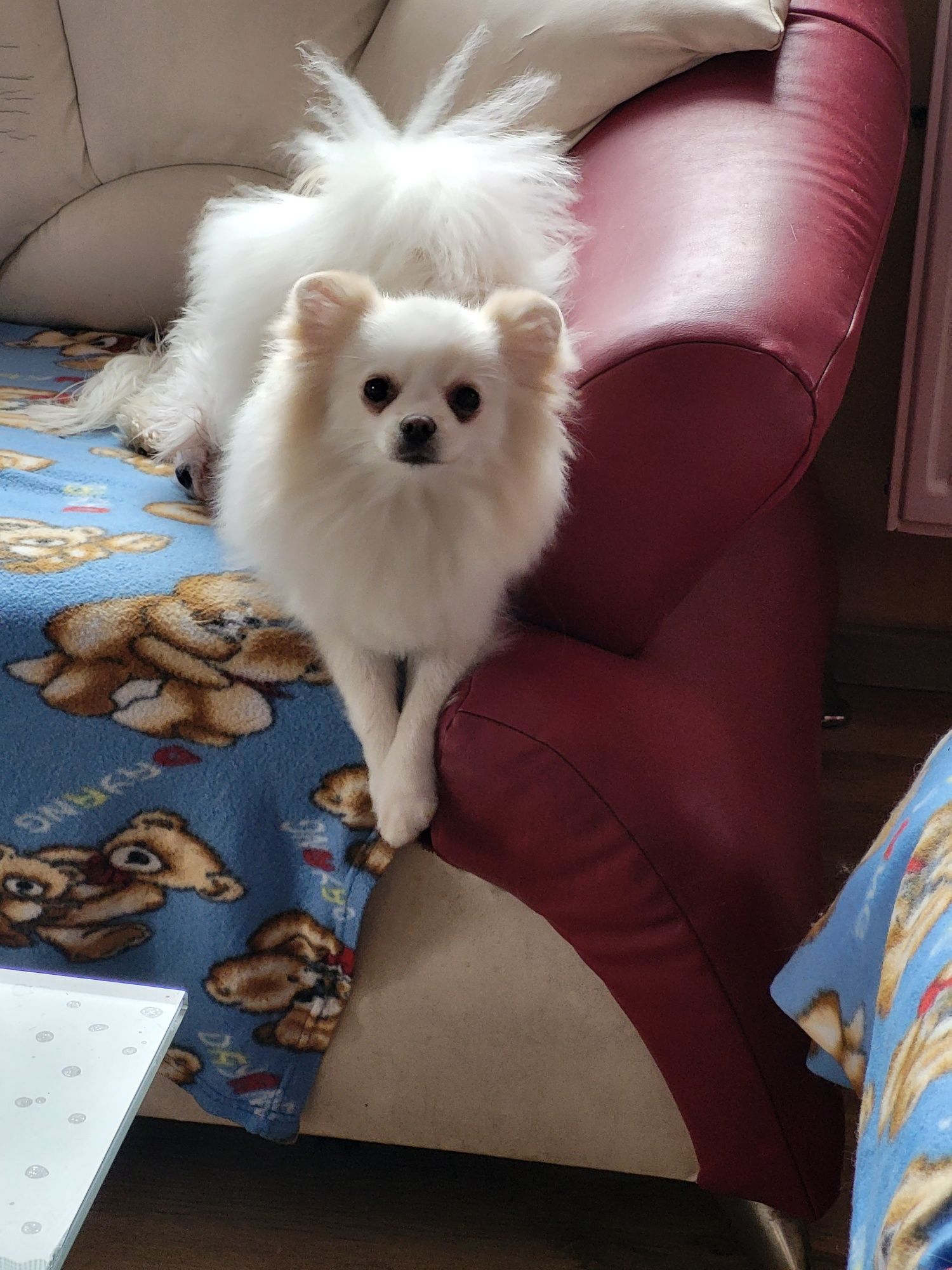 Pomeranian odchowana  sunia Patti rodowód ZHPR