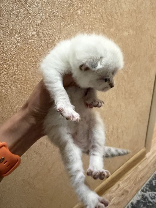 Кошенята шотланська прямовуха,висловуха