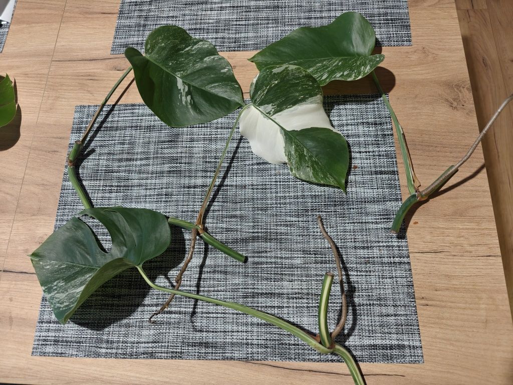 monstera deliciosa variegata sadzonki