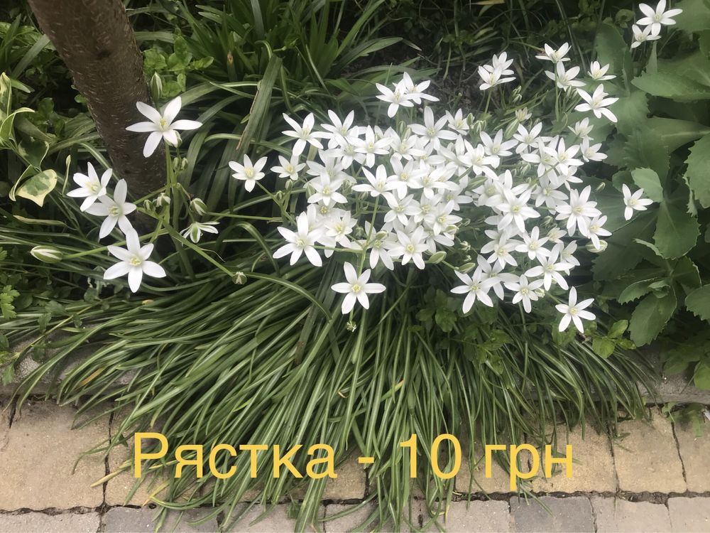 Весняні квіти: фіалка садова, примула, незабудки, рястка