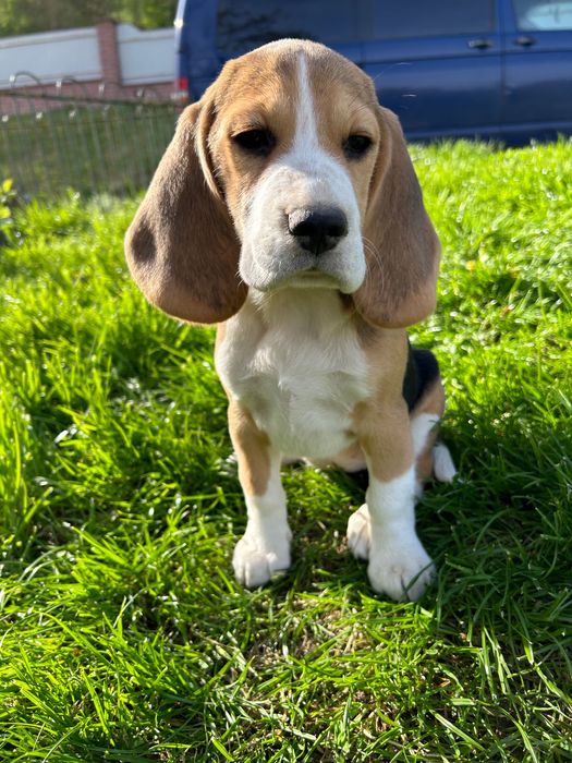 Вуханки - біглюші!