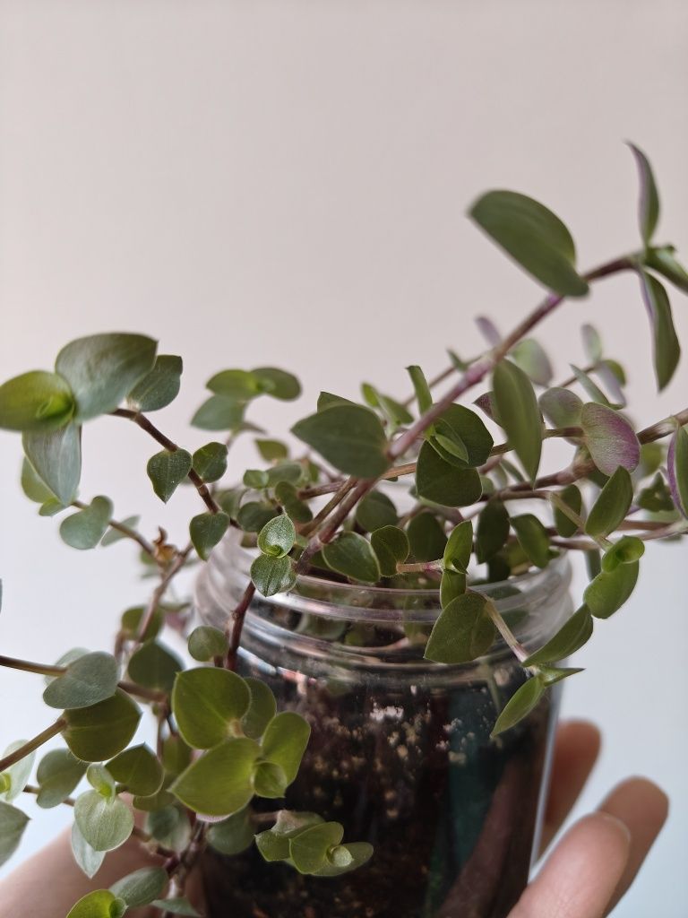 Калізія повзуча callisia repens