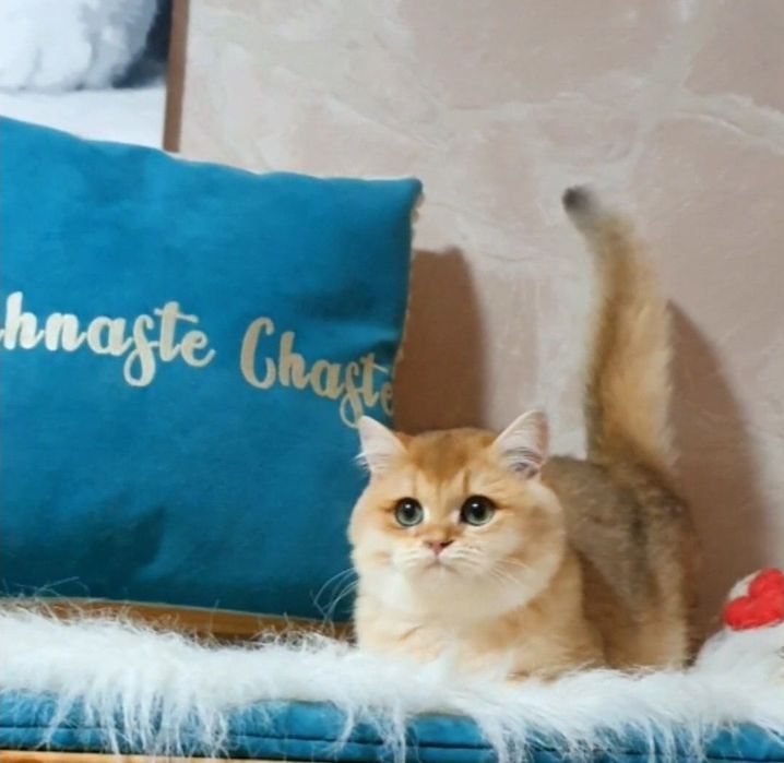 Золотой британський  шиншила