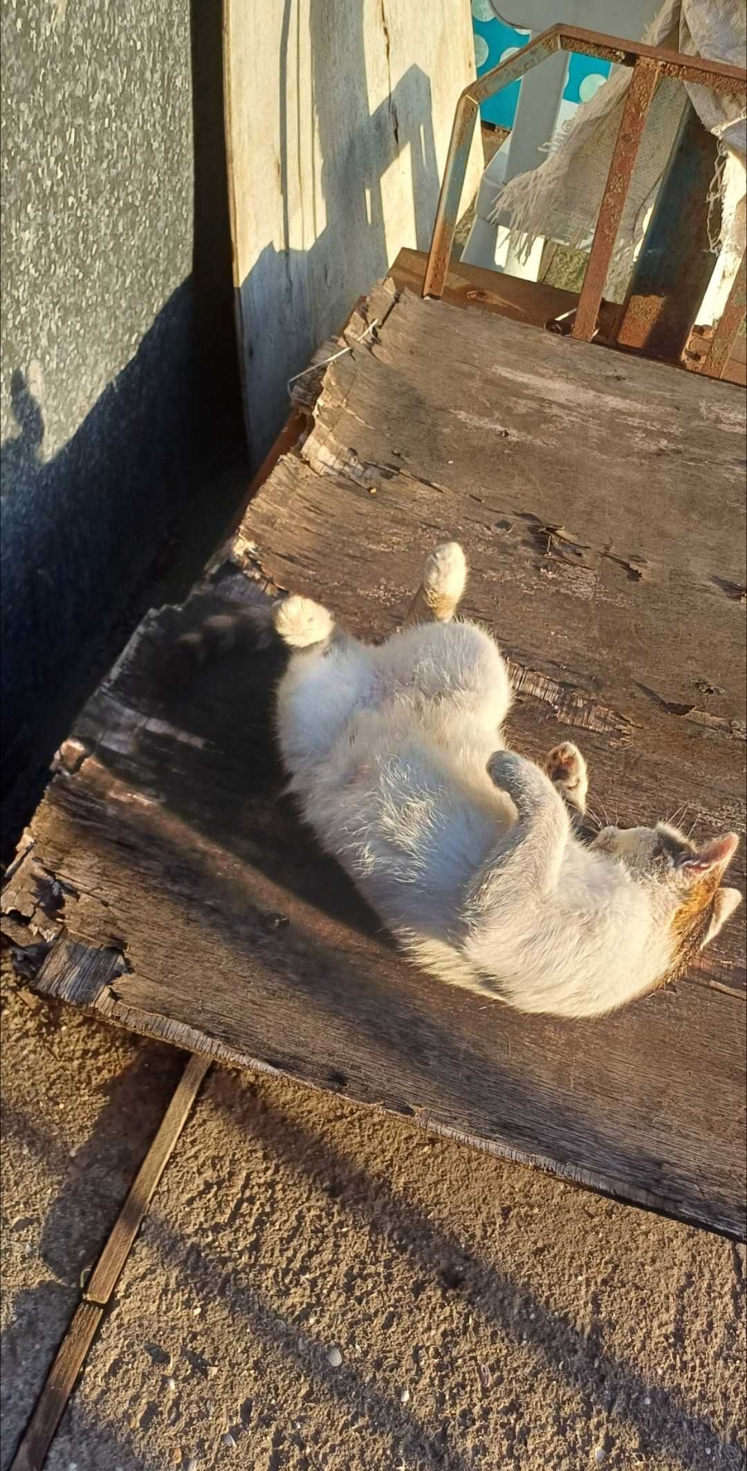 Кошечки в ответственные, добрые, любящие руки.