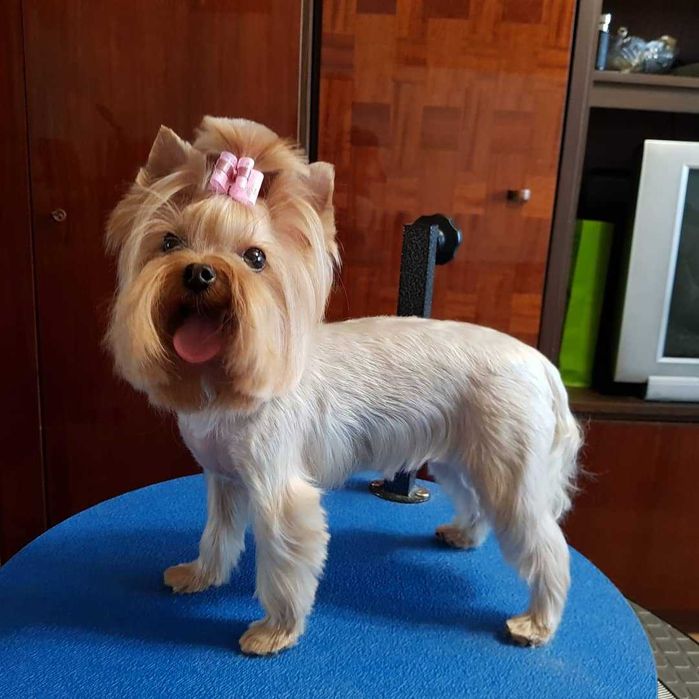 Стрижка грумінг собак в Києві  профессійно