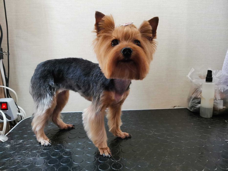 Груминг, стрижка собак, уход за шерстью