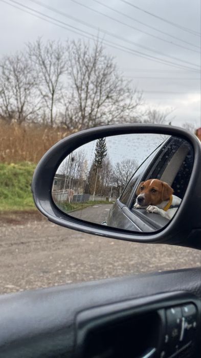 Продам джек рассел терьер девочка