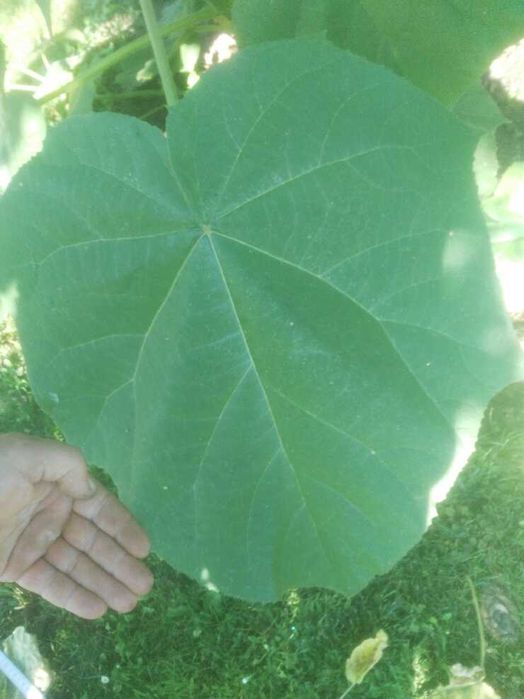 Paulownia Omszona - Tomentosa