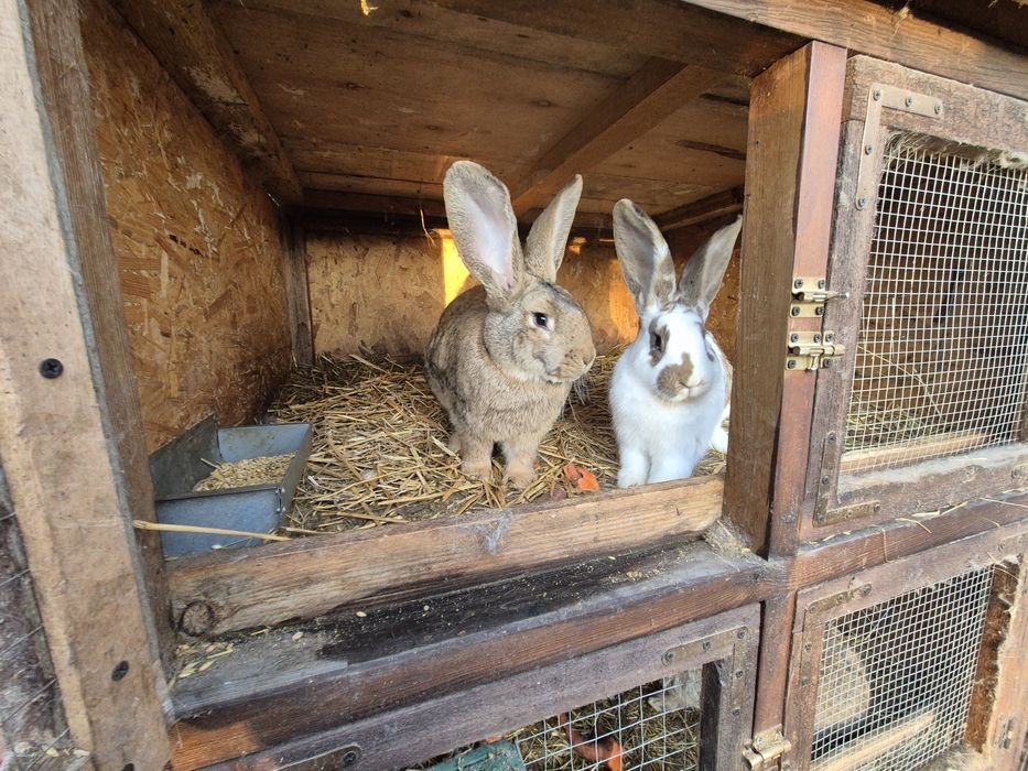 Sprzedam piekne samiczki srokacza
