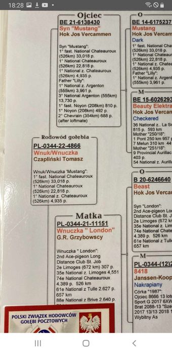 Gołębie młode linia Mustang