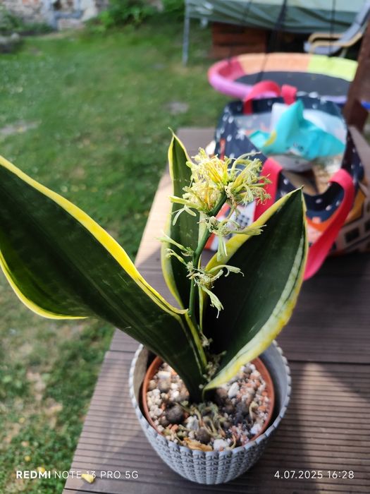 Sansevieria sheri