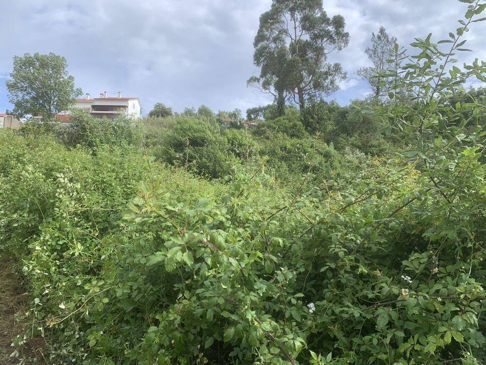 Limpeza terrenos
