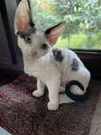 Devon rex kocurek,  FPL - rodowod