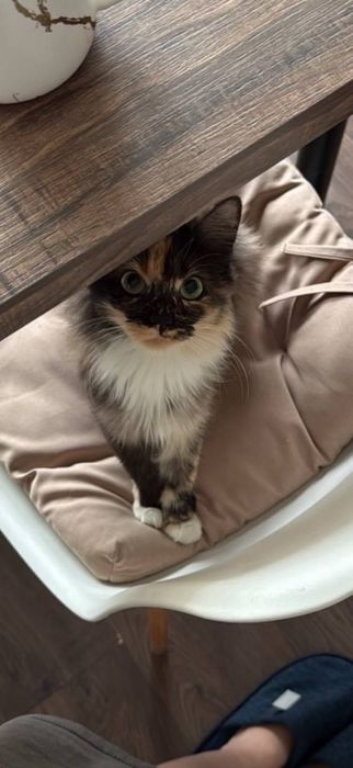 Віддам кішку в добрі руки